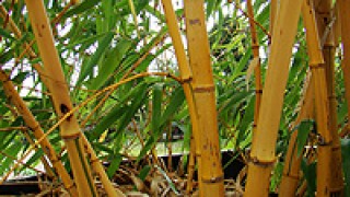 Randijk Bamboe en Hoveniers